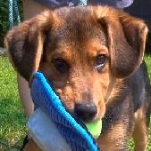 Cujo