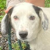 Dottie