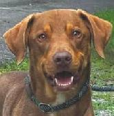 Duke