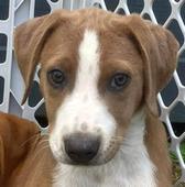 28 Pit mix Pups
